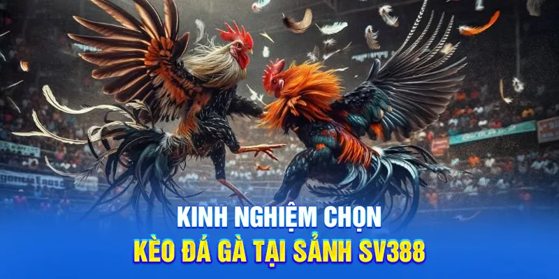 Sảnh SV388 - Sảnh Đá Gà Trực Tuyến Uy Tín Hàng Đầu Châu Á 2 Kinh nghiệm chọn kèo đá gà tại sảnh SV388